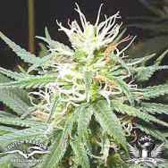 Dutch Passion Seeds Sacra Frasca